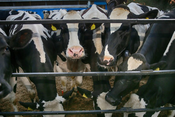 Фотография к новости: Реализация "Ауыл аманаты" в ЗКО: создано 44 новых кооператива