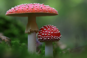 Фотография к новости: Казахстанский телепродюсер отравился мухоморами в Москве - СМИ