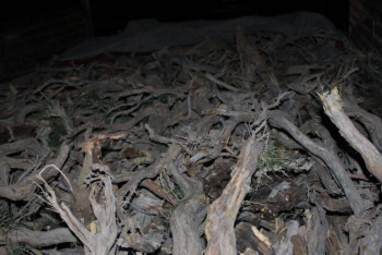 Фотография к новости: В Казахстане за незаконную порубку деревьев возбуждено 100 уголовных дел