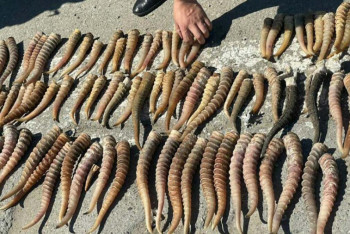 Фотография к новости: Рога краснокнижного животного на 2 млрд тенге изъяли у жителя Аксу