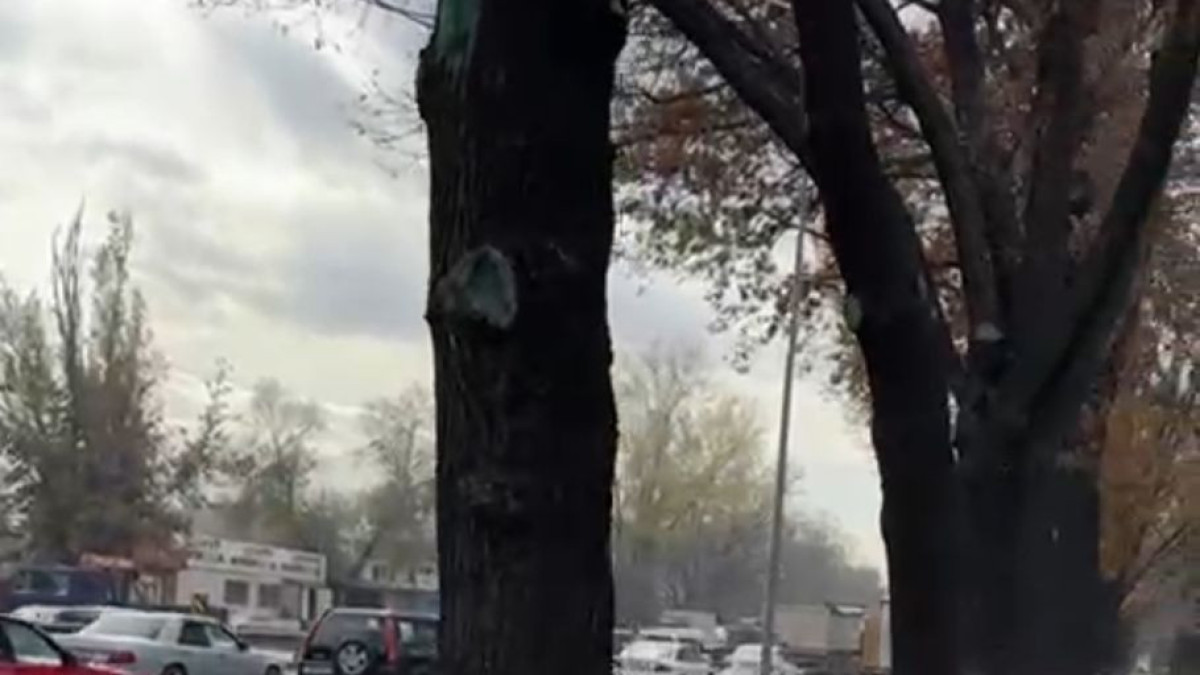  Тимур Елеусизов.