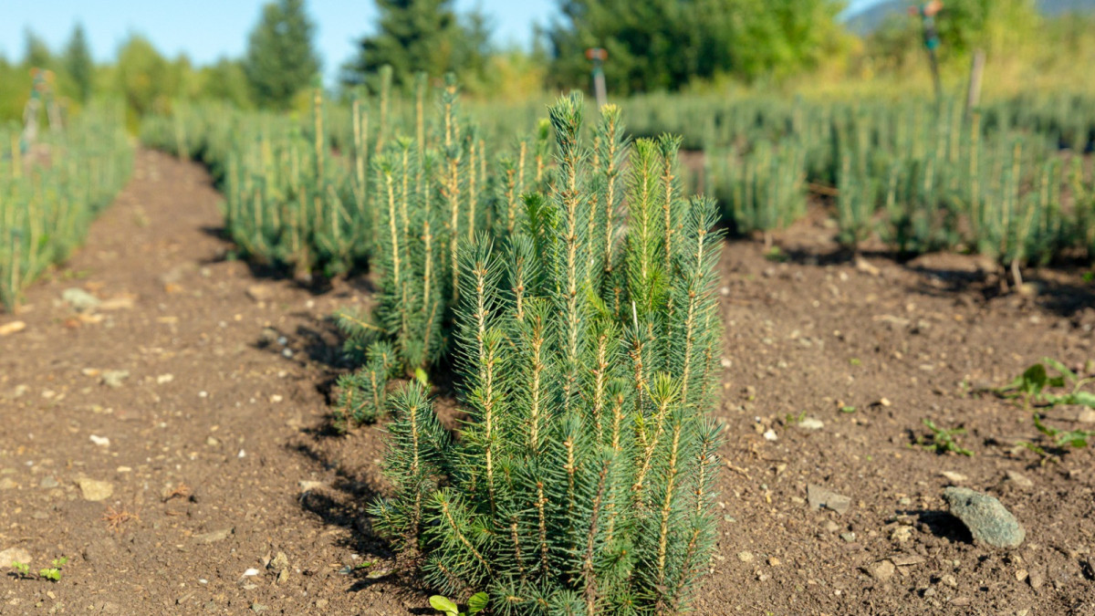  Артем Чурсинов.