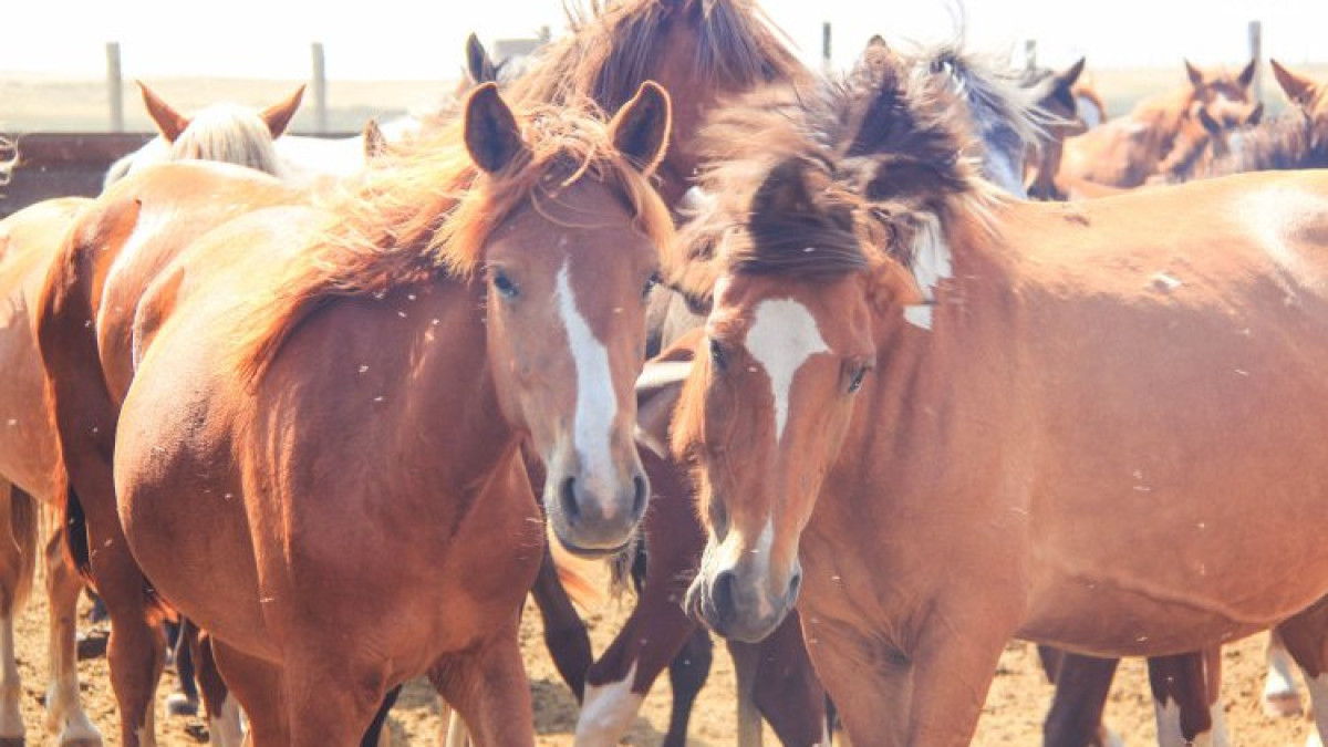  pavlodarnews.kz/Константин Шелков