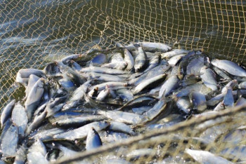 Фотография к новости: Не по назначению использовали 37 водоёмов в Акмолинской области