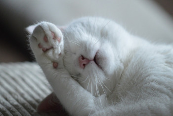 Фотография к новости: Облила кошку уксусом: уголовное дело расследуют в Павлодаре