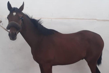 Фотография к новости: Породистого скакуна украли и пустили на убой в Карагандинской области