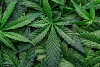 Фотография к новости: Кашу из конопли готовил житель Костанайской области