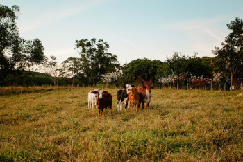 Фотография к новости: Восемь акимов оштрафовали в Жетысу