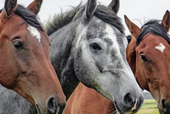 Фотография к новости: На 8% увеличилось поголовье лошадей в Казахстане