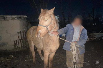 Фотография к новости: Мужчина, выкрав лошадь у односельчанина, активно помогал в её поисках