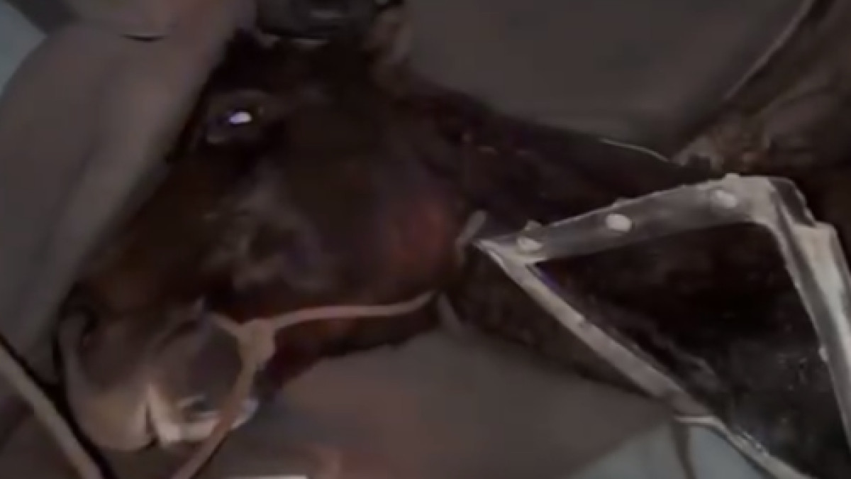  скрин с видео