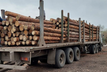 Фотография к новости: Как в области Абай планируют выводить из тени доходы от продажи горельника