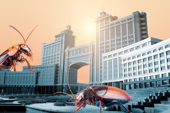 Фотография к новости: Клопы и тараканы заполонят Астану – эксперт о планируемом лицензировании услуг дезинсекции