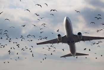 Фотография к новости: Со скоплением птиц вблизи аэродромов борются в Казахстане