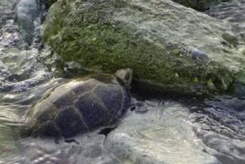 Фотография к новости: Необычную черепаху обнаружили на берегу Каспия в Актау