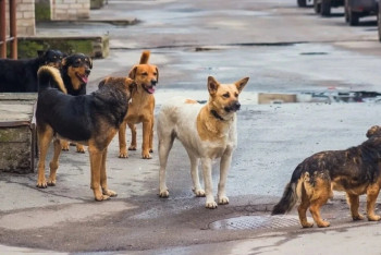 Фотография к новости: Ужесточить контроль за бродячими собаками призывает Минпросвещения