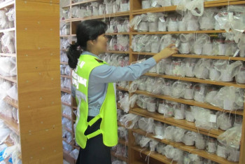 Фотография к новости: Алматинский криминалист нашла грабителя по запаху