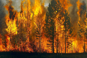 Фотография к новости: Какую работу над ошибками проводит Минэкологии в части реагирования на лесные пожары