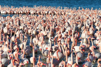 Фотография к новости: Связанную с розовыми фламинго аномалию обнаружил казахстанский видеограф