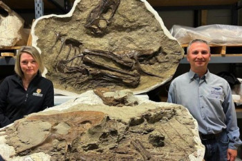 Фотография к новости: Учёным удалось узнать, что ел перед смертью тираннозавр 75 миллионов лет назад