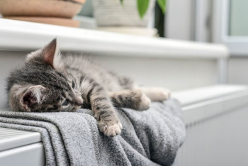 Фотография к новости: Аварии в Актау, Экибастузе и Балхаше: как отреагировали в Минэнерго