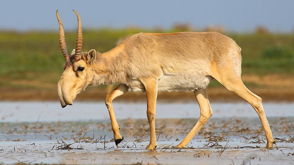  Andrey Giljov/wikimedia.org