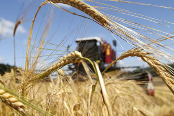 Фотография к новости: Правительство Казахстана выделило 31 млрд тенге на покупку пшеницы у аграриев