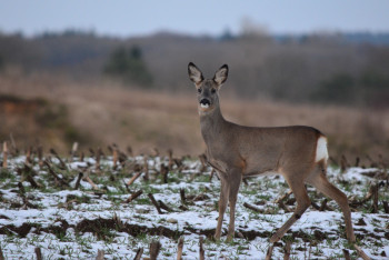 Фотография к новости: Заблудившихся косуль сняли на видео в Кокшетау