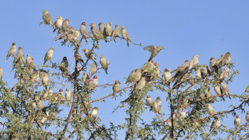 Фотография к новости: Орнитологи объяснили, почему птицы поют каждый день
