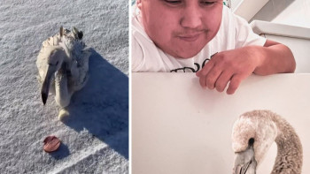 Фотография к новости: Потерявшегося фламинго приютил блогер из Актау