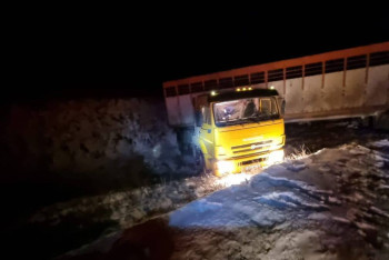 Фотография к новости: КамАЗ с коровами пытался объехать полицейских и оказался в кювете в Костанайской области