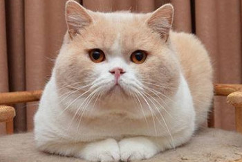 Фотография к новости: На три года могут осудить женщину за кражу породистого кота в Семее