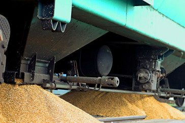 Фотография к новости: "Серая" пшеница из России в Казахстан завозится вагонами и машинами – фермеры