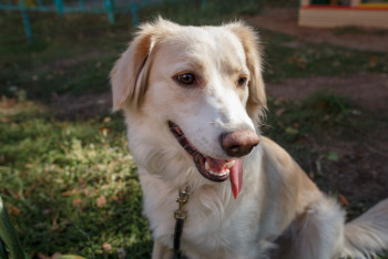 Фотография к новости: Данные о нападениях собак на людей искажаются в Казахстане - волонтёры