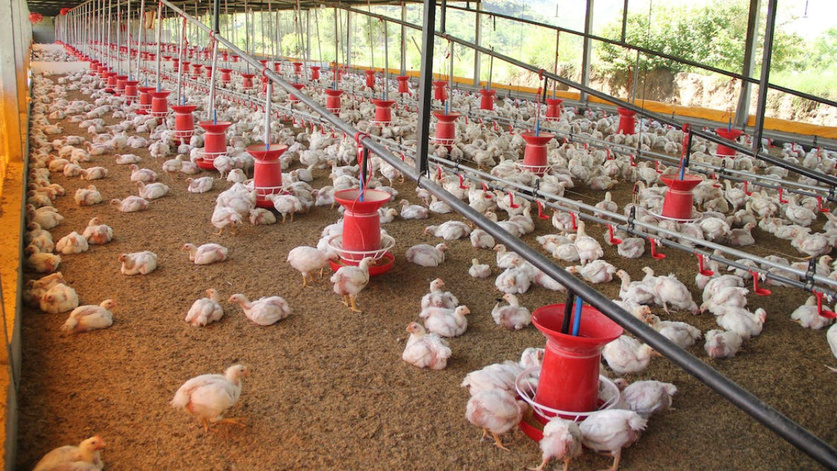  pexels.com / иллюстративное