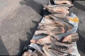 Фотография к новости: 85 кг нелегальной осетровой рыбы нашли полицейские у жителя Атырау