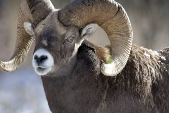 Фотография к новости: Краснокнижного архара застрелил житель области Абай