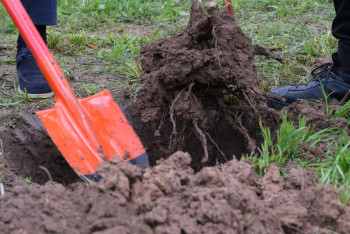 Фотография к новости: Более 2,5 млн деревьев высадят в Алматы до 2030 года