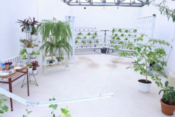 Фотография к новости: Тропические цветы планируют выращивать в Караганде