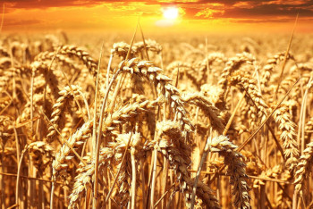 Фотография к новости: Из-за санкций страдают народы, нуждающиеся в продовольствии — Токаев