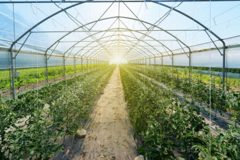 Фотография к новости: В Шымкенте и Туркестанской области начались выплаты субсидий тепличным хозяйствам