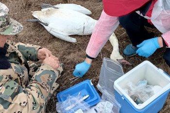 Фотография к новости: 30 мертвых лебедей обнаружили у берегов озера в Мангистау