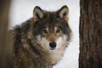 Фотография к новости: Ограничения вводят в Каркаралинске из-за угрозы бешенства