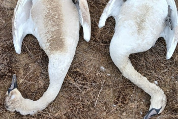 Фотография к новости: Занижают масштабы трагедии: блогер из Актау показал видео с места массовой гибели лебедей