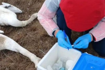 Фотография к новости: Более двухсот мёртвых лебедей обнаружили в Мангистау