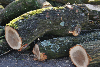 Фотография к новости: Деревья массово вырубили в Конаеве