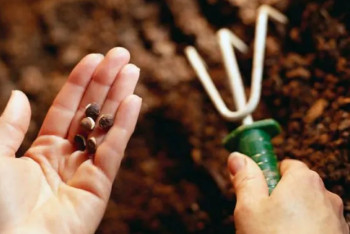 Фотография к новости: Более 43 млн тенге на фиктивном посеве похитили в аграрном университете Алматы