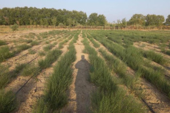 Фотография к новости: 275 тысяч гектаров дна Аральского моря засадят саксаулом в 2024 году