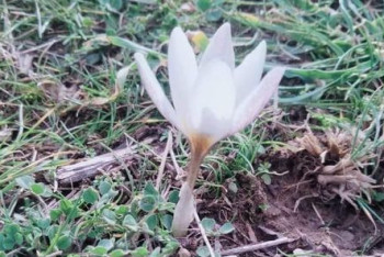 Фотография к новости: Подснежники расцвели в Туркестанской области