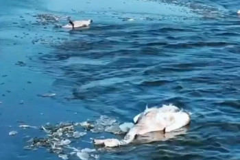 Фотография к новости: Гибель 600 лебедей в Актау изучат орнитологи